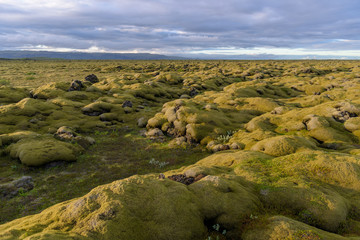 Moss-covered lava fields in south Iceland.