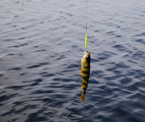 Caught on a spoon-bait pike close up.