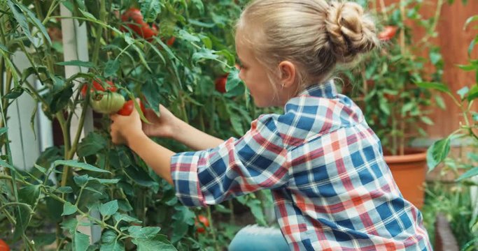 Cheerful child harvesting tomatoes and puts to wicker basket in the kitchen garden