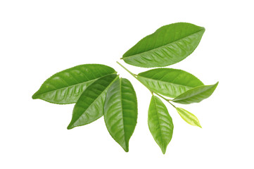 Naklejka na ściany i meble green tea leaves