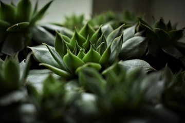 Close up succulent 
