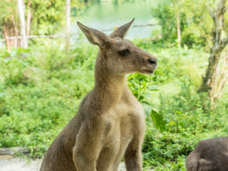 Beautiful and cute kangaroo in the park