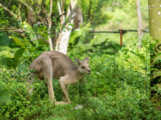 Beautiful and cute kangaroo in the park
