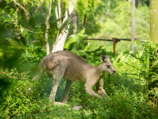 Fototapeta na wymiar Beautiful and cute kangaroo in the park