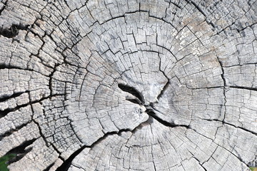 Stump wood close up texture background