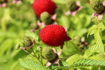 roseleaf bramble or  Mauritius raspberry or  thimbleberry or bramble of the Cape © nosyrevy