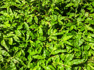 Obraz premium close up of Green grass