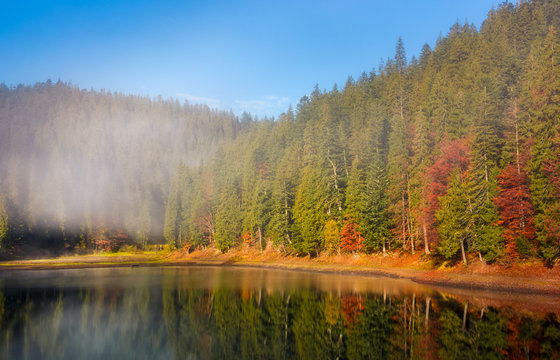 forest in autumn morning fog on the lake