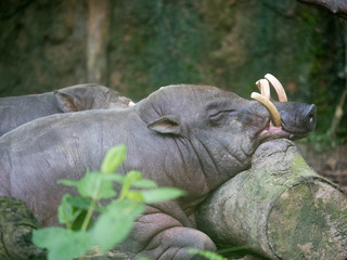 Sulawesi babirusa Babyrousa celebensis . Wild life animal