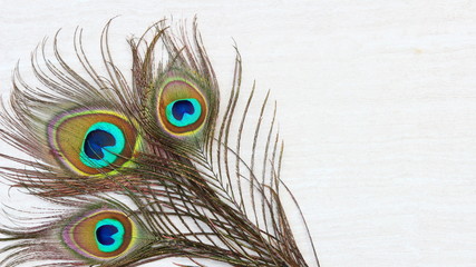 Peacock feathers background on stone