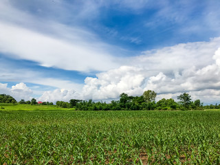 Green corn field