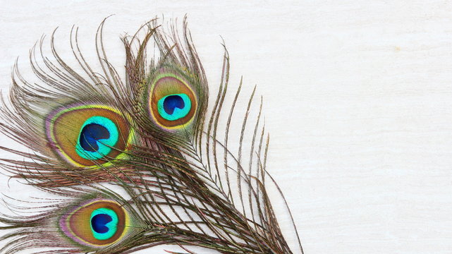 Peacock feathers background on stone