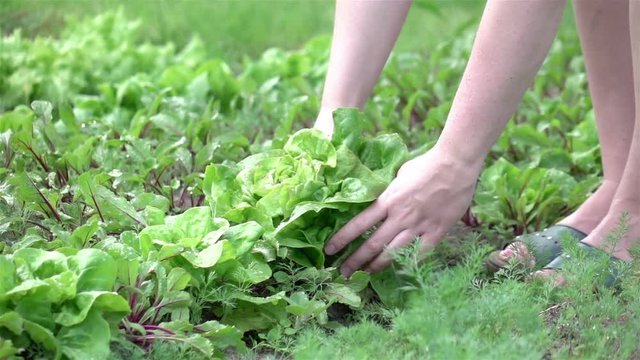 High quality video of picking lettuce in real 1080p slow motion 250fps