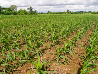 Naklejka premium Green corn field