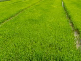 Obraz na płótnie Canvas Green corn field