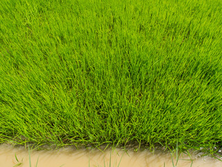 Green corn field