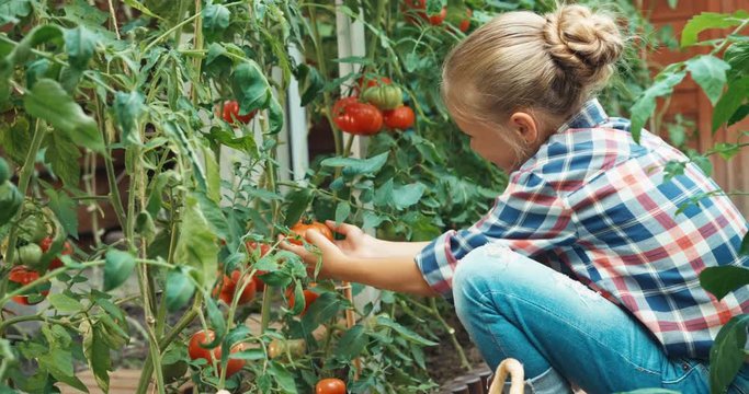 Cheerful child harvesting tomatoes in the kitchen garden