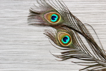 Obraz premium Peacock feathers background on stone