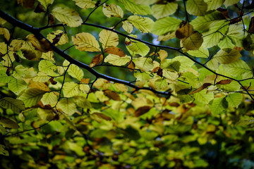 Autumn Leaves - 168837644