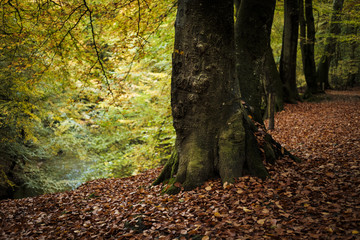Autumn Woods - 168837653