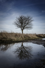 Tree Reflection - 168837657