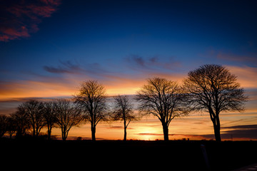 Trees in Sunset
