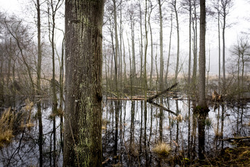 Flooded Woods - 168837685