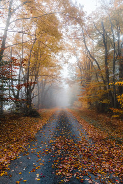 foliage, autumn, trees, aerial, road, landscape, northeast, new england, country, leaf, change, nature, yellow, orange, forest, pattern, color