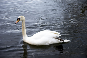 Obraz premium A White Swan in river Don at Seaton park, Aberdeen