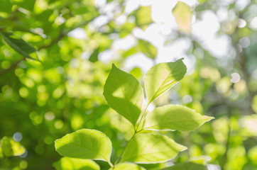 Fototapeta na wymiar green leaves and blur with sunlight background