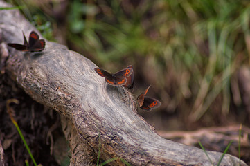 Schmetterlinge (Graubindiger Mohrenfalter, Erebia aethiops)