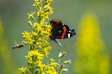 Red admiral butterfly (Vanessa atalanta) sitting on a flower