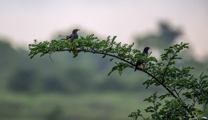 Pair of Jungle Mynas