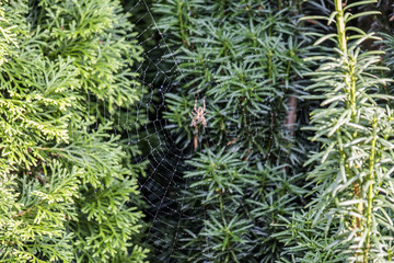 Garden cross spider, Araneus diadematus, waiting in net