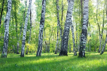 Gardinen Trunks of birches close-up, summer © balakleypb