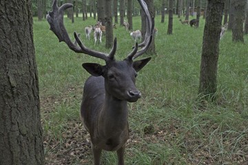 Schwarzer Damhirsch