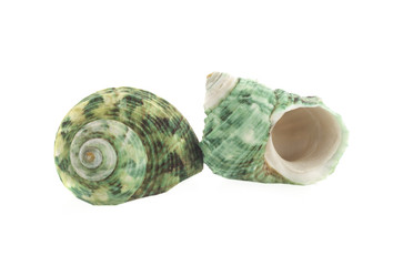 Sea shell on white background