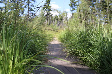 Drewniana kładka w lesie na mokradle