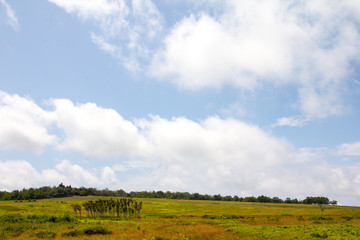 Field with a group of trees and cloudy sky