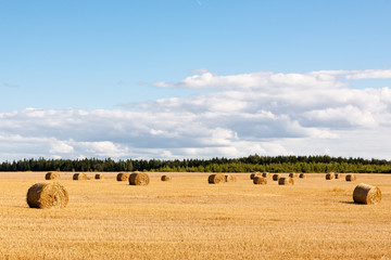 Fototapeta premium Hay rolls on a meadow landscape on a hot summery day with light beautiful clouds on a blue sky
