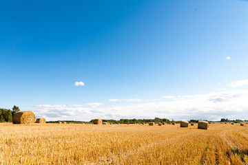 Hay rolls on a meadow landscape on a hot summery day with light  beautiful clouds on a blue sky