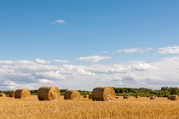 Hay rolls on a meadow landscape on a hot summery day with light  beautiful clouds on a blue sky