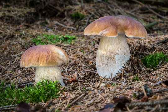 Detail shot of beautiful pair of edible boletus edulis mushroom