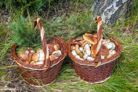 Pair of wicker baskets with mushrooms