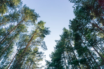 Vertical perspective within a forest of pine trees