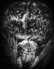 Araneus spider on black background. Macro black and white picture