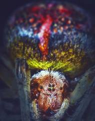 Araneus spider on black background. Macro  picture