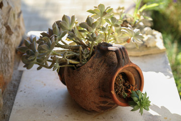 Echeveria / Echeveria is a large genus of flowering plants in the Crassulaceae family