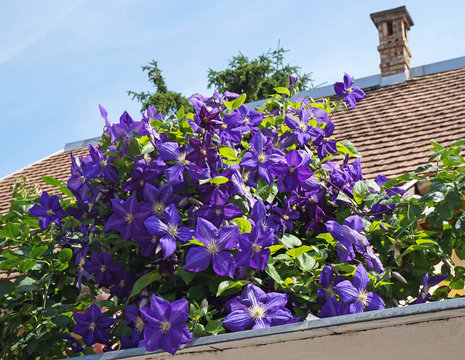Purple flowers next to a house roof