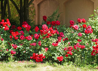 Fototapeta na wymiar Rose bushes in the garden